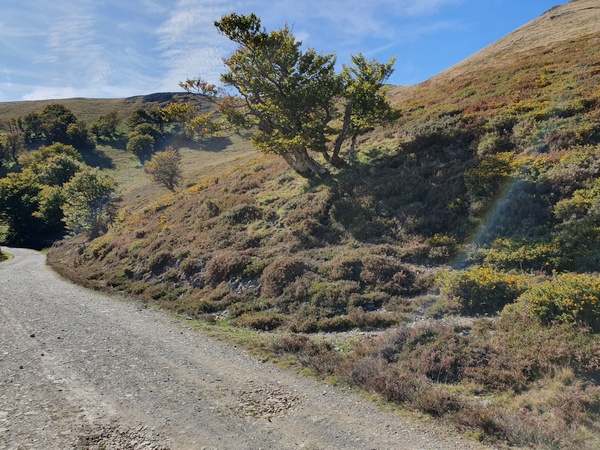 Hilly landscape. Still in the Pyrenees at some 1400 meter altitude. Beautiful autumn colours.