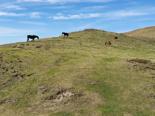 Horses in the mountains. No fences, we could tell. Wonder how they catch them. With food, probably
