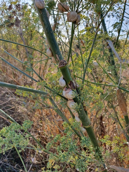 Lots of snails.