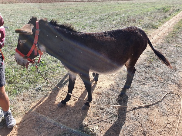 Eleonora and Carola were crazy with this little donkey and her foal. Shortly after Lorca.