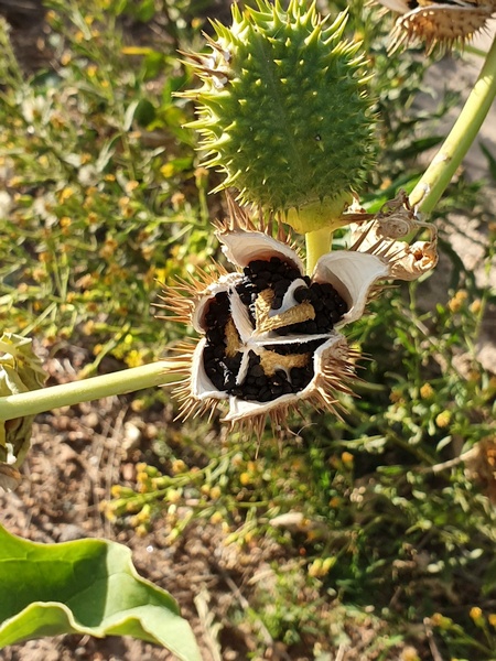 Botanique