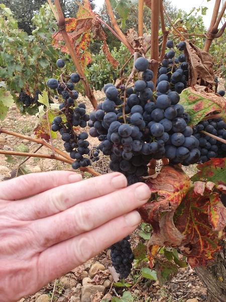 Rioja district. Look how large the grapes are. Most had been harvested already but some fields were left. The grapes tasted wonderfully.