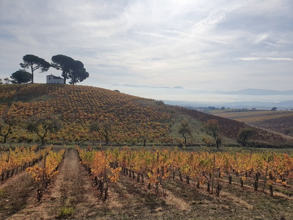 Later this morning the sun broke through and I got to experience these beautfiful wine fields near Villafranca del Bierzo. Still in the mountains and everything was so beautiful and solemn.