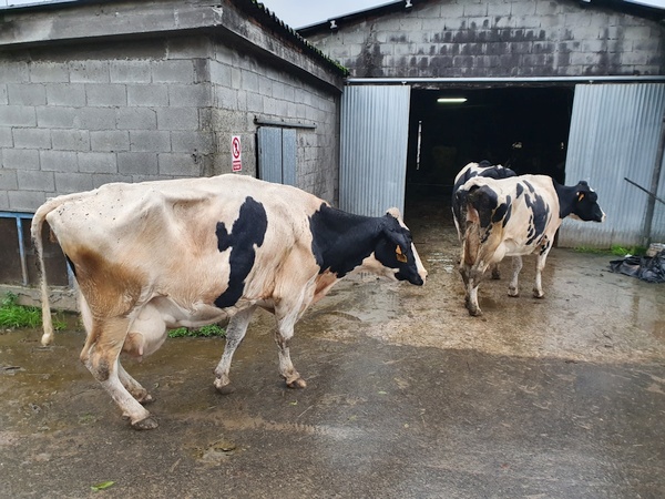 A Calzada. The cows found their own way home from the fields.